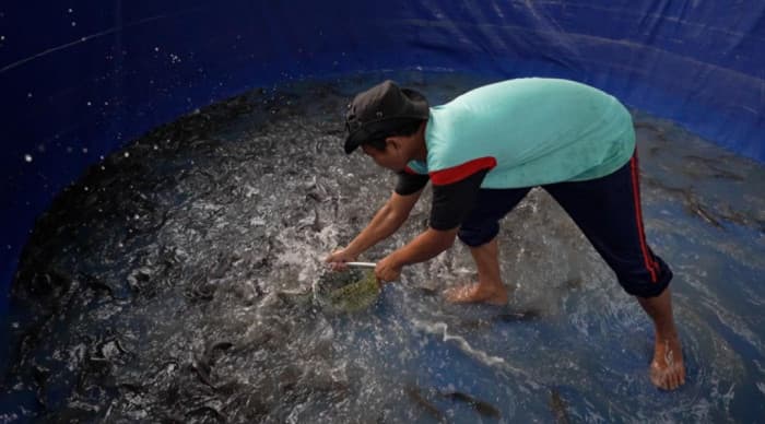 Budidaya Lele di Blora Dukung Program MBG dan Gerakkan Ekonomi Warga